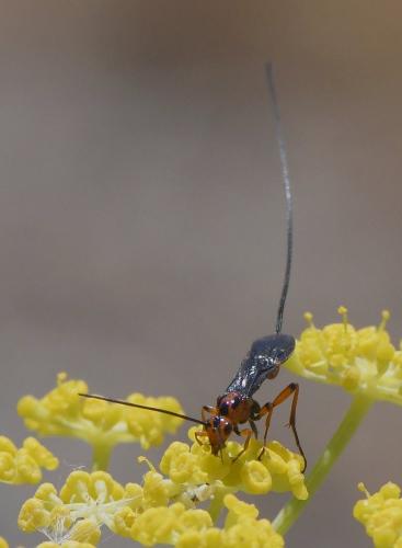 Réf. 235 346 : Glyptomorpha sp.